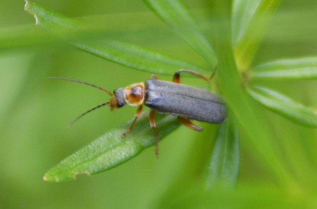 Cantharis nigricans ?    S !